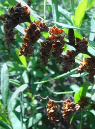 Attēlu rezultāti vaicājumam “Myrica gale male flower”