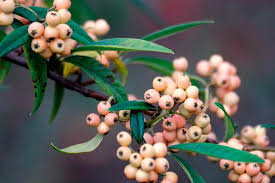 Attēlu rezultāti vaicājumam “Cotoneaster multiflorus fruit”