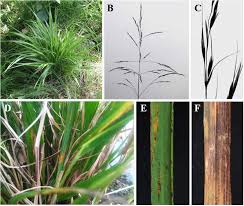 Attēlu rezultāti vaicājumam “Puccinia agrostidis”
