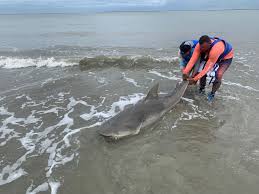 Image result for South Axholme Sharks Asc