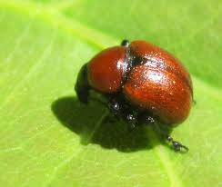 Attēlu rezultāti vaicājumam “Attelabus nitens”