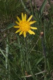 Attēlu rezultāti vaicājumam “Scorzonera humilis bud”