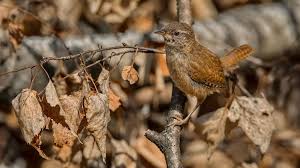 Attēlu rezultāti vaicājumam “Troglodytes troglodytes”
