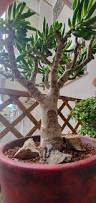 Image result for Crassula hobbit