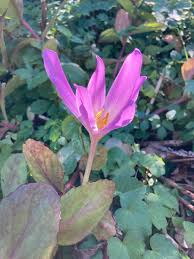 Attēlu rezultāti vaicājumam “Colchicum autumnale flower”