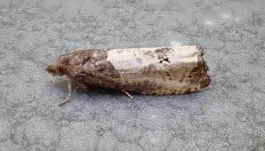 Attēlu rezultāti vaicājumam “Notocelia roborana”