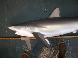 Image result for Carcharhinus falciformis
