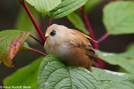 Attēlu rezultāti vaicājumam “Panurus biarmicus”