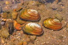 Attēlu rezultāti vaicājumam “Unio crassus”