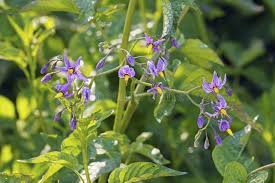 Attēlu rezultāti vaicājumam “Solanum dulcamara leaf”