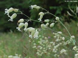 Attēlu rezultāti vaicājumam “Silene vulgaris bud”