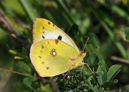 Attēlu rezultāti vaicājumam “Colias palaeno female”