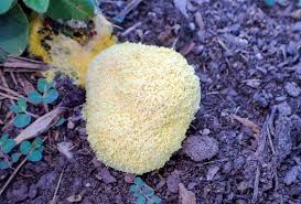 Attēlu rezultāti vaicājumam “Lignydium muscorum macro”