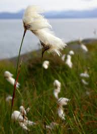 Attēlu rezultāti vaicājumam “Eriophorum angustifolium flower”