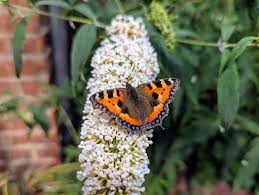 Attēlu rezultāti vaicājumam “Aglais urticae”