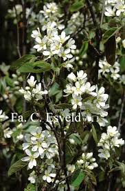 Attēlu rezultāti vaicājumam “Amelanchier spicata flower”