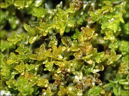 Attēlu rezultāti vaicājumam “Gymnostomum calcareum macro”