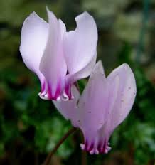 Attēlu rezultāti vaicājumam “Cyclamen hederifolium”