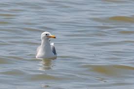 Attēlu rezultāti vaicājumam “Larus marinus adult”