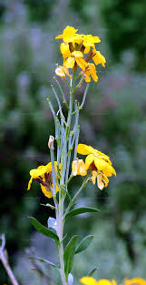 Attēlu rezultāti vaicājumam “Erysimum hieracifolium”