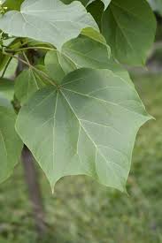 Attēlu rezultāti vaicājumam “Catalpa ovata leaf”