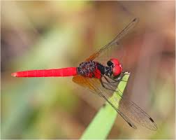 Attēlu rezultāti vaicājumam “Licea pygmaea”