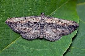 Attēlu rezultāti vaicājumam “Horisme vitalbata”