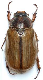 Attēlu rezultāti vaicājumam “Amphimallon solstitiale”