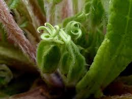 Attēlu rezultāti vaicājumam “Primula farinosa bud”