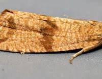 Attēlu rezultāti vaicājumam “Celypha striana”