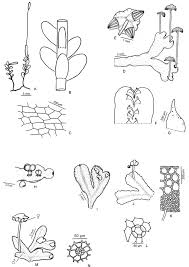 Attēlu rezultāti vaicājumam “Blepharostoma trichophyllum sporophyte”