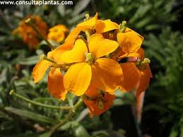 Image result for Cheiranthus cheiri