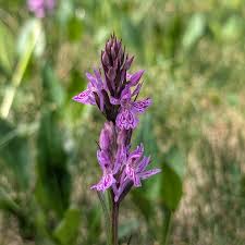 Attēlu rezultāti vaicājumam “Dactylorhiza maculata leaf”