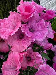 Image result for Ildblomkarse