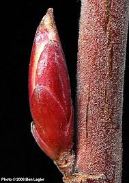 Attēlu rezultāti vaicājumam “Stemonitis pallida var. rubescens macro”