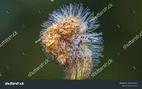 Attēlu rezultāti vaicājumam “Spinellus fusiger”