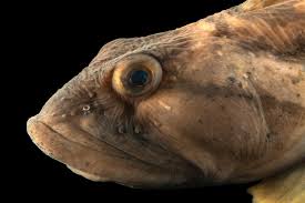 Image result for Zoarces americanus