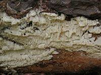 Attēlu rezultāti vaicājumam “Antrodia pulvinascens”