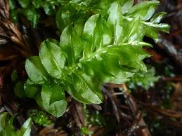 Attēlu rezultāti vaicājumam “Plagiomnium medium”