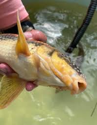 Image result for Minytrema melanops