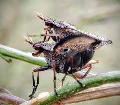 Attēlu rezultāti vaicājumam “Coremacera marginata”