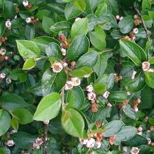 Attēlu rezultāti vaicājumam “Cotoneaster divaricatus”