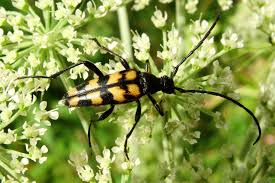 Attēlu rezultāti vaicājumam “Leptura quadrifasciata”