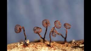 Attēlu rezultāti vaicājumam “Cribraria cancellata young”