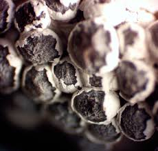 Attēlu rezultāti vaicājumam “Diderma subviridifuscum var. macrospora* sessile”