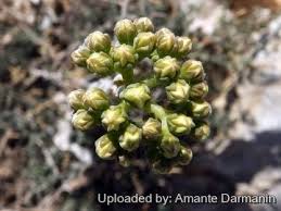 Attēlu rezultāti vaicājumam “Sedum pallidum bud”