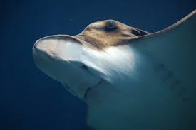 Image result for Aetomylaeus bovinus