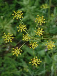 Attēlu rezultāti vaicājumam “Pastinaca sativa subsp. sylvestris leaf”