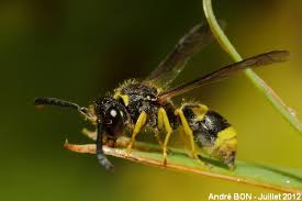 Attēlu rezultāti vaicājumam “Ancistrocerus sp. male”