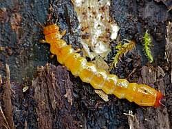 Attēlu rezultāti vaicājumam “Pyrochroidae larva”